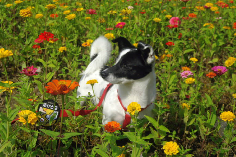 Merry, a Japanese or Korean Village Dog tested with EmbarkVet.com