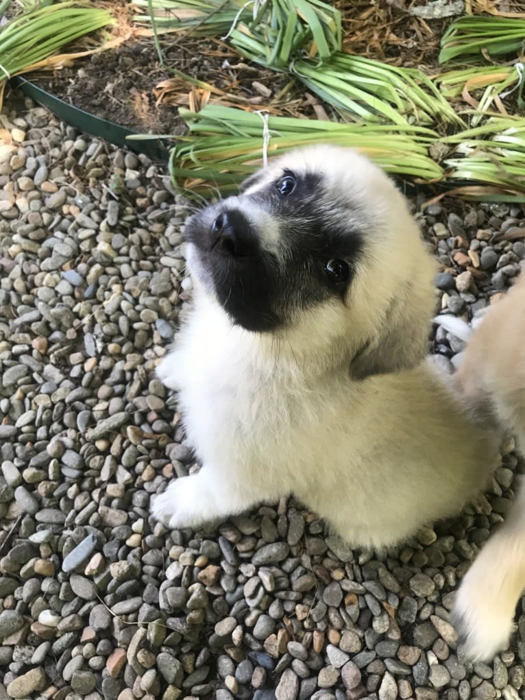 Diego, a Great Pyrenees and German Shepherd Dog mix tested with EmbarkVet.com