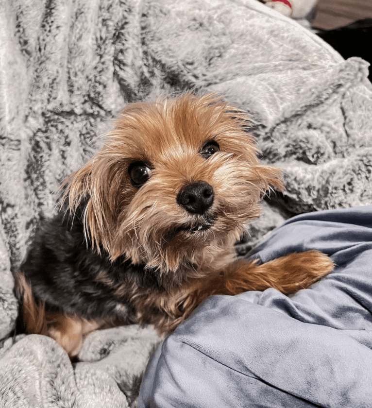 Benny, a Yorkshire Terrier tested with EmbarkVet.com