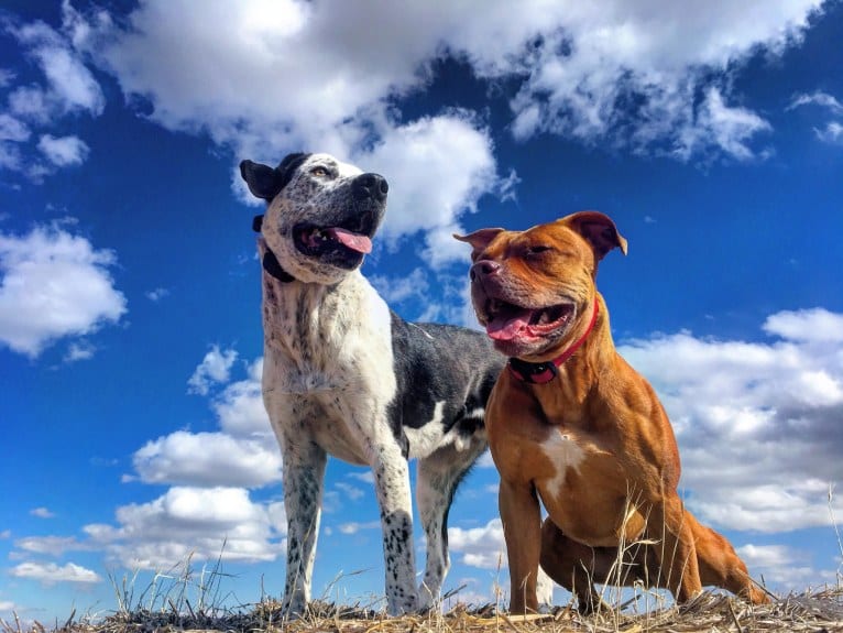 Monty, an American Pit Bull Terrier and Great Pyrenees mix tested with EmbarkVet.com