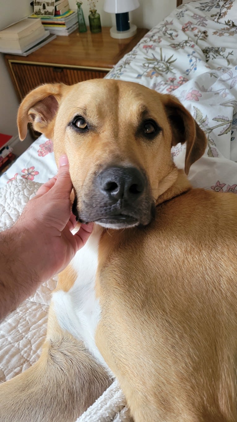 Lou, a Great Pyrenees and American Pit Bull Terrier mix tested with EmbarkVet.com