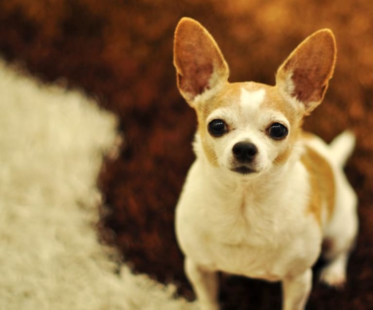 Littles Miniko, a Chihuahua tested with EmbarkVet.com