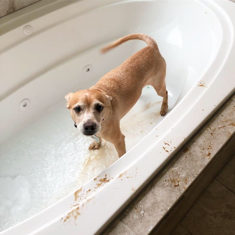 Kimber, an American Pit Bull Terrier and Cocker Spaniel mix tested with EmbarkVet.com