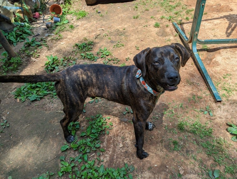 Himbo Homunculus, a Bluetick Coonhound and American Bulldog mix tested with EmbarkVet.com