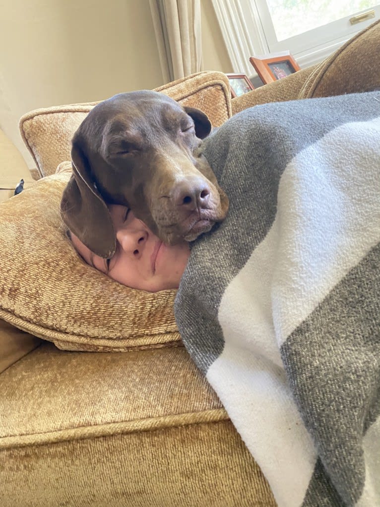 Franklin Hans Neidermeyer, a Pointer and German Shorthaired Pointer mix tested with EmbarkVet.com