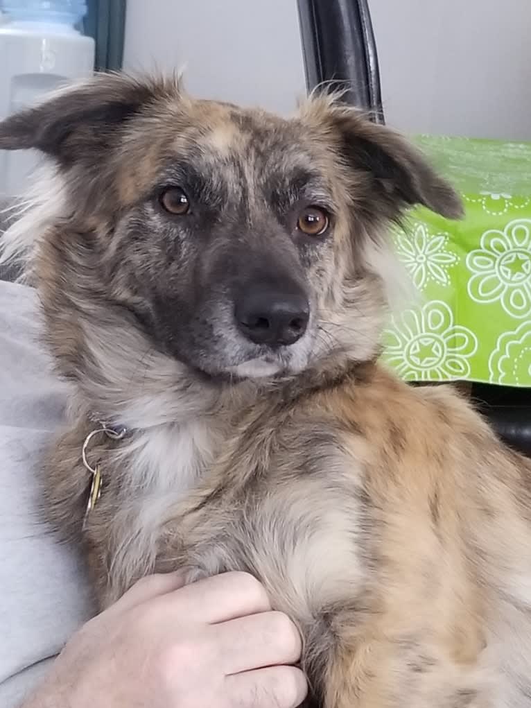 Bouvier shepherd mix 2025