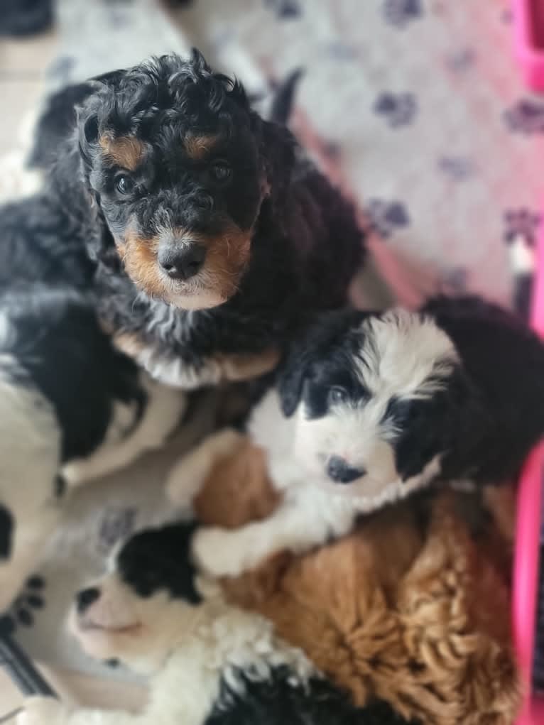 Ferdinand, a Bernedoodle tested with EmbarkVet.com