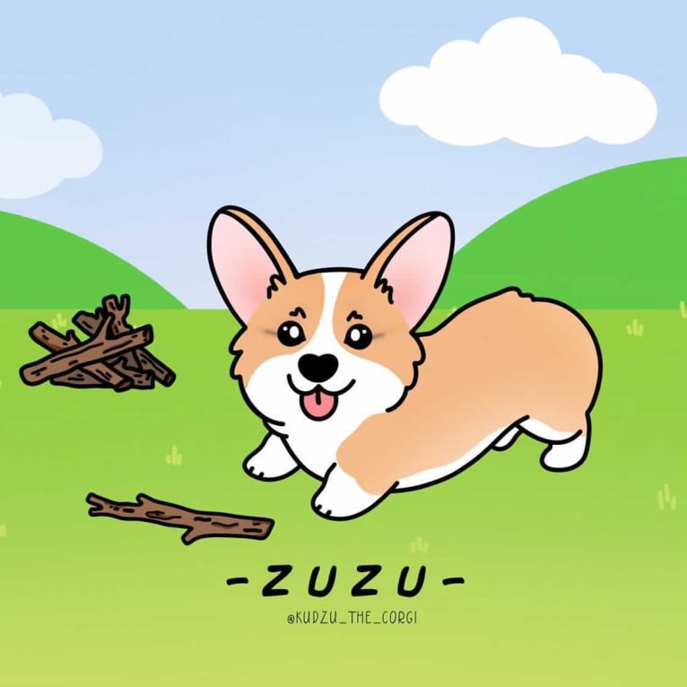 Kudzu (Zuzu), a Pembroke Welsh Corgi tested with EmbarkVet.com