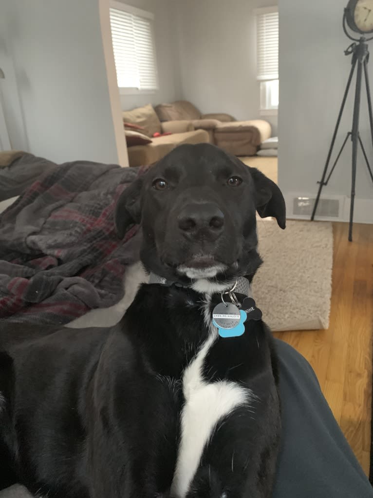 James, a Mountain Cur and American Pit Bull Terrier mix tested with EmbarkVet.com