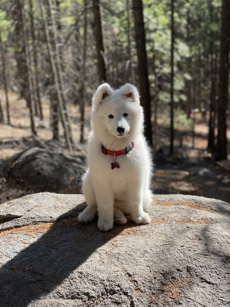 Sammi, a Samoyed and German Shepherd Dog mix tested with EmbarkVet.com