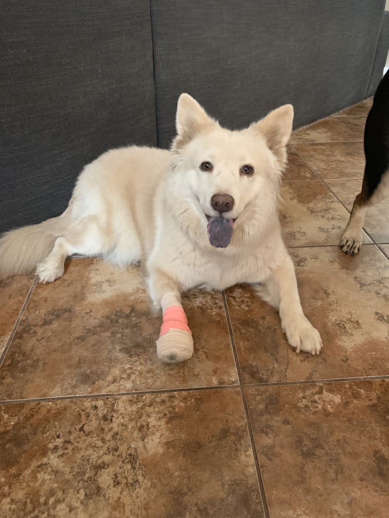 Daisy, a Chow Chow and American Pit Bull Terrier mix tested with EmbarkVet.com