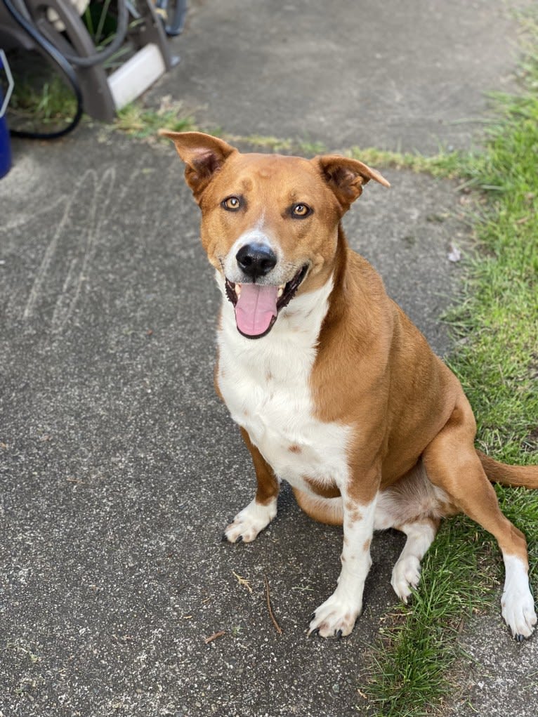 Pete, a Chow Chow and American Pit Bull Terrier mix tested with EmbarkVet.com