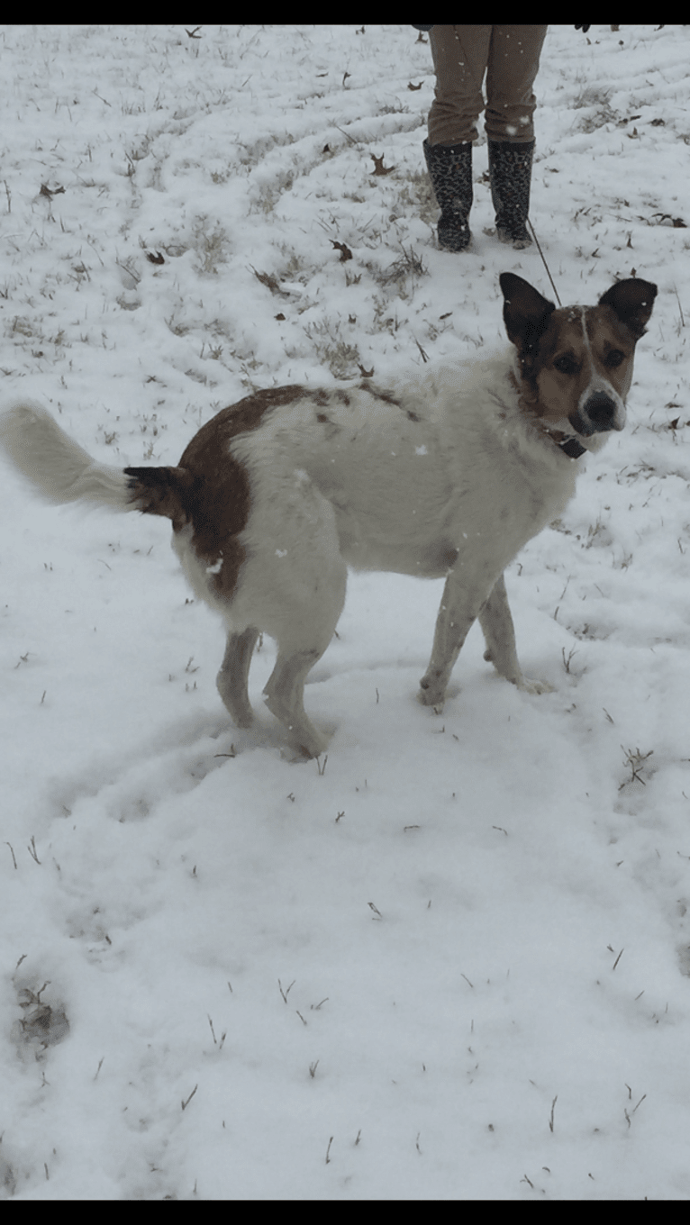 Charlie, a German Shepherd Dog and Labrador Retriever mix tested with EmbarkVet.com