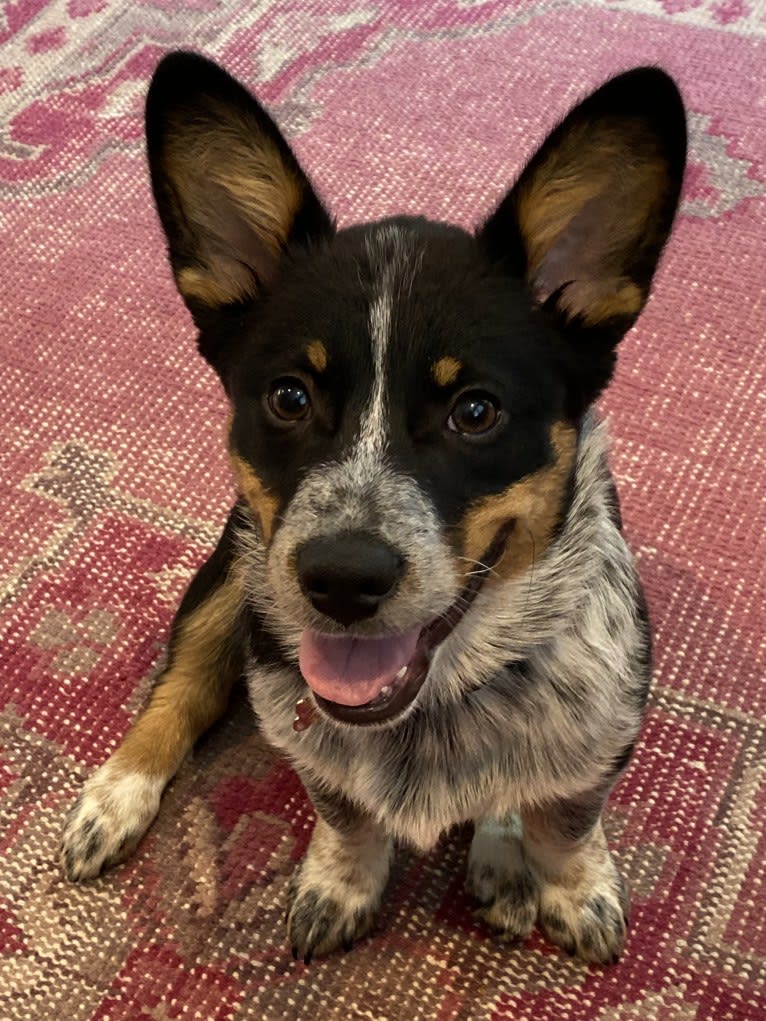 Mini blue heeler corgi mix hot sale