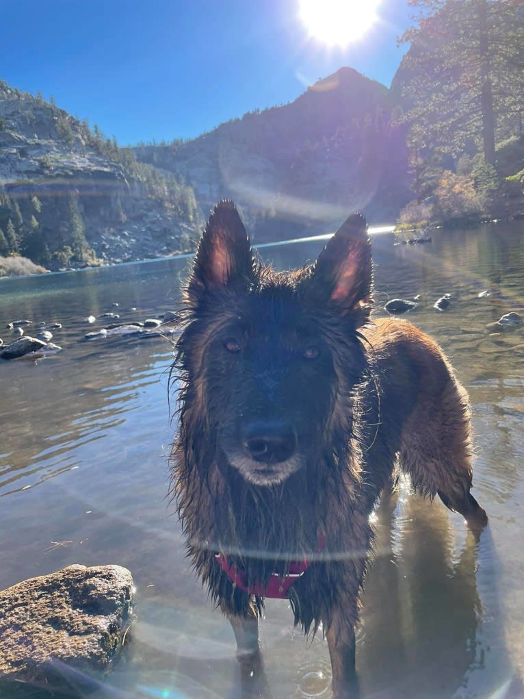 Rush, a Belgian Shepherd tested with EmbarkVet.com