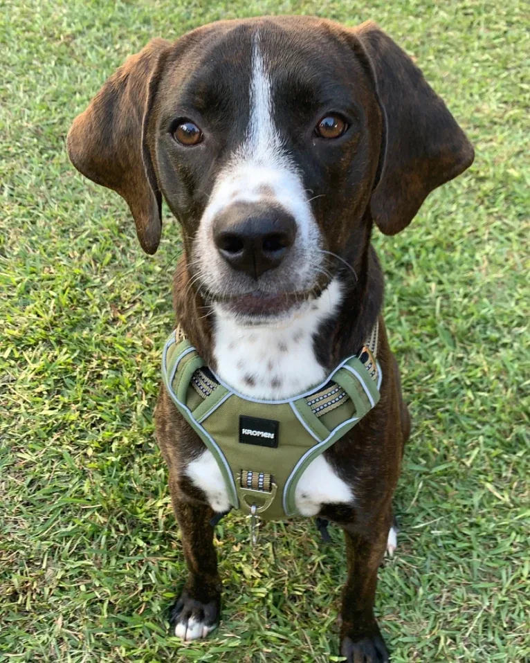 Banjo, an American Pit Bull Terrier and Plott mix tested with EmbarkVet.com