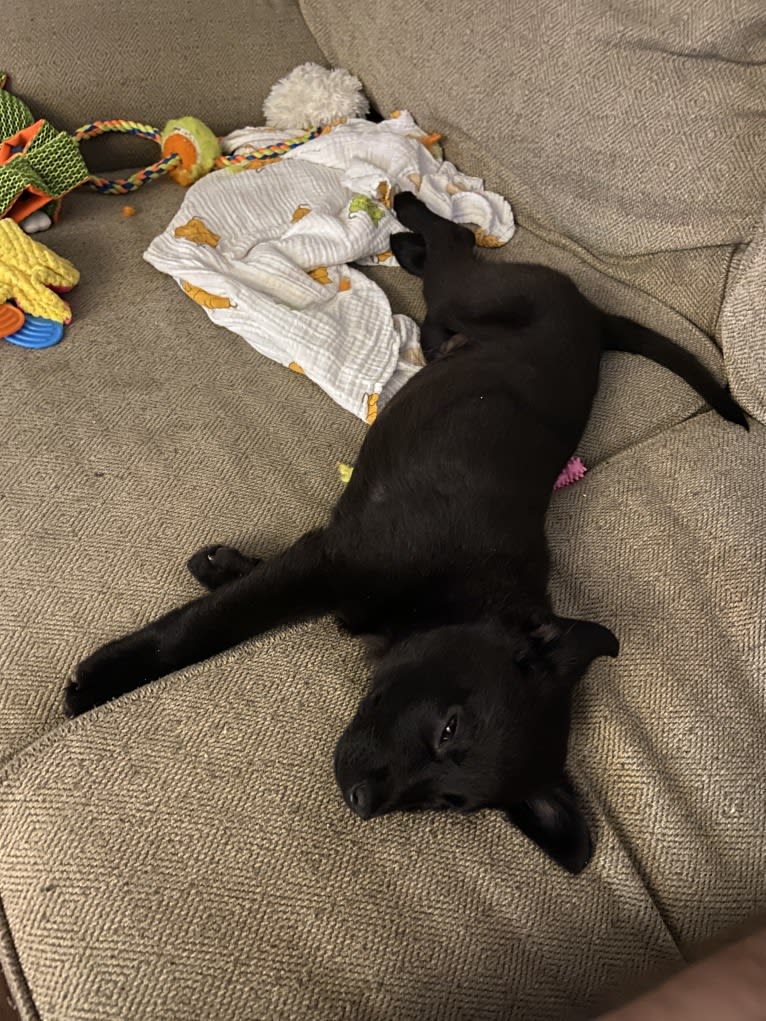 Saint, a Labrador Retriever and German Shepherd Dog mix tested with EmbarkVet.com