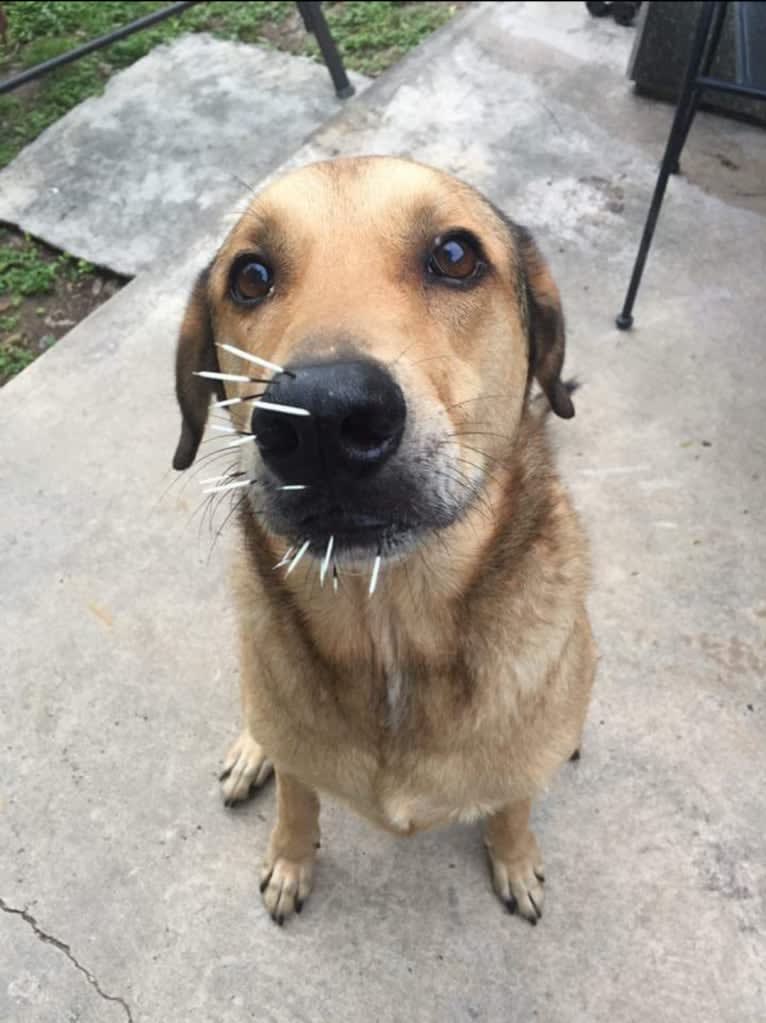 Rocky, a Doberman Pinscher and Great Pyrenees mix tested with EmbarkVet.com