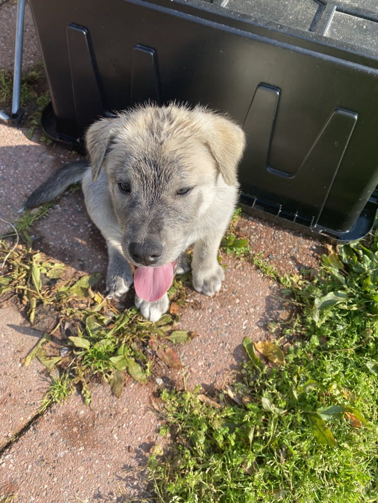 Acrux a dog tested with EmbarkVet.com