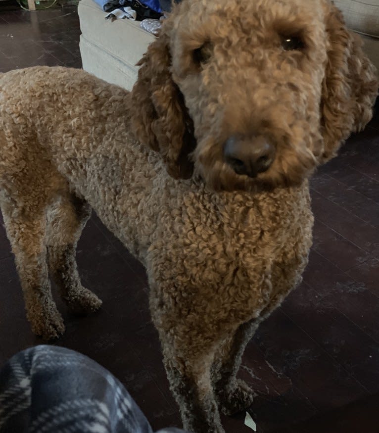 Lucy, a Poodle (Standard) tested with EmbarkVet.com