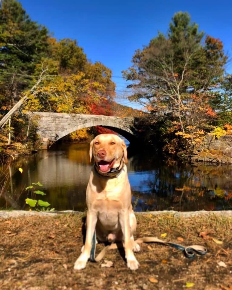 Gus, a Labrador Retriever tested with EmbarkVet.com