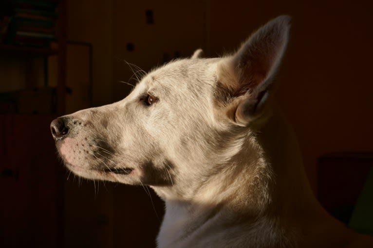 Suri, a Canaan Dog tested with EmbarkVet.com