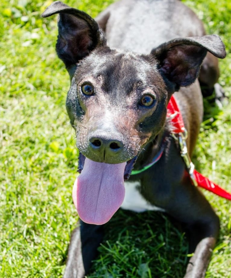 Robbie, a Boston Terrier and Labrador Retriever mix tested with EmbarkVet.com