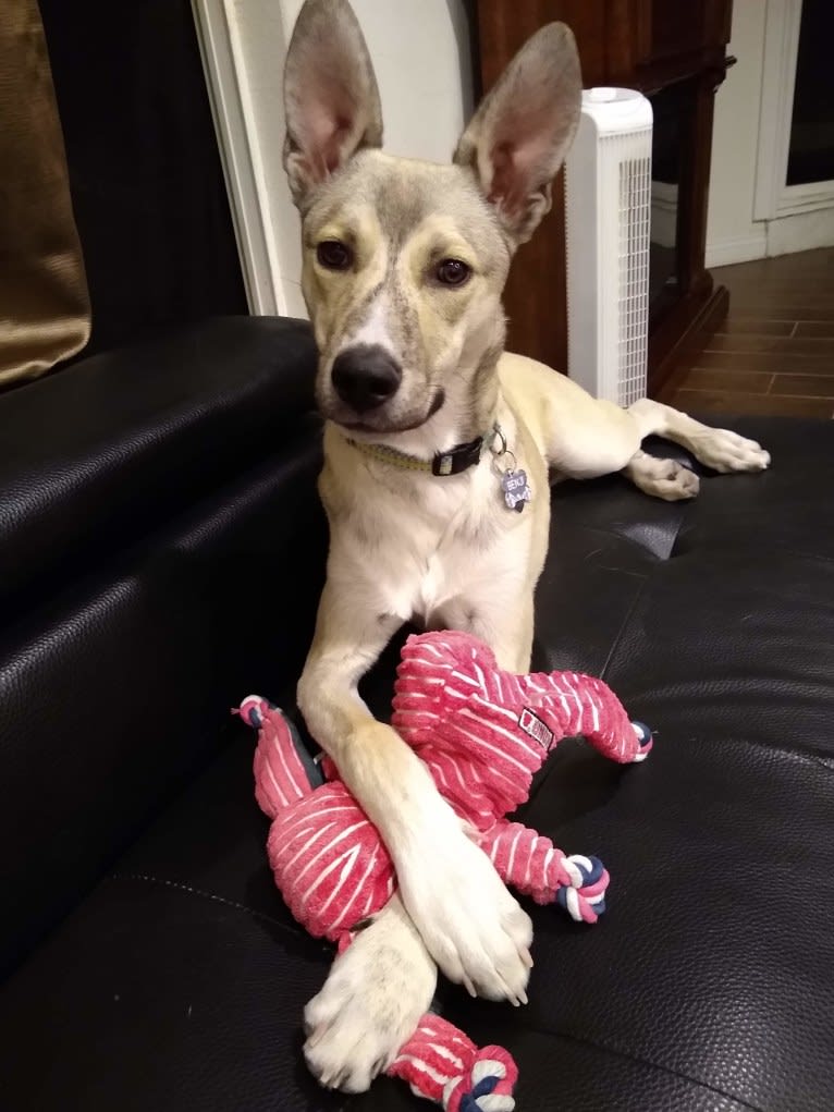 Benji, an American Pit Bull Terrier and Siberian Husky mix tested with EmbarkVet.com