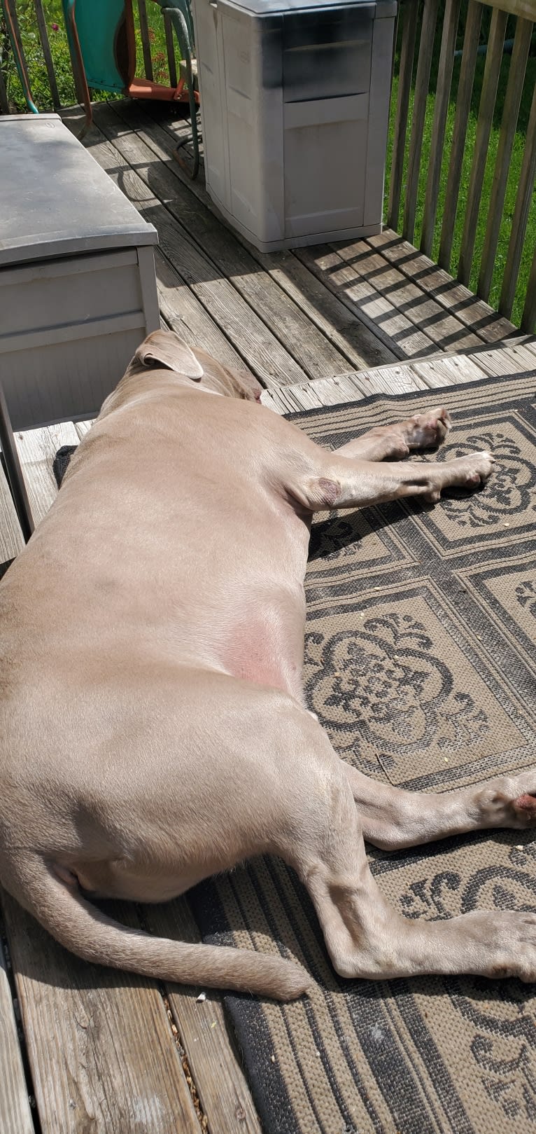 Garm, a Neapolitan Mastiff and Cane Corso mix tested with EmbarkVet.com