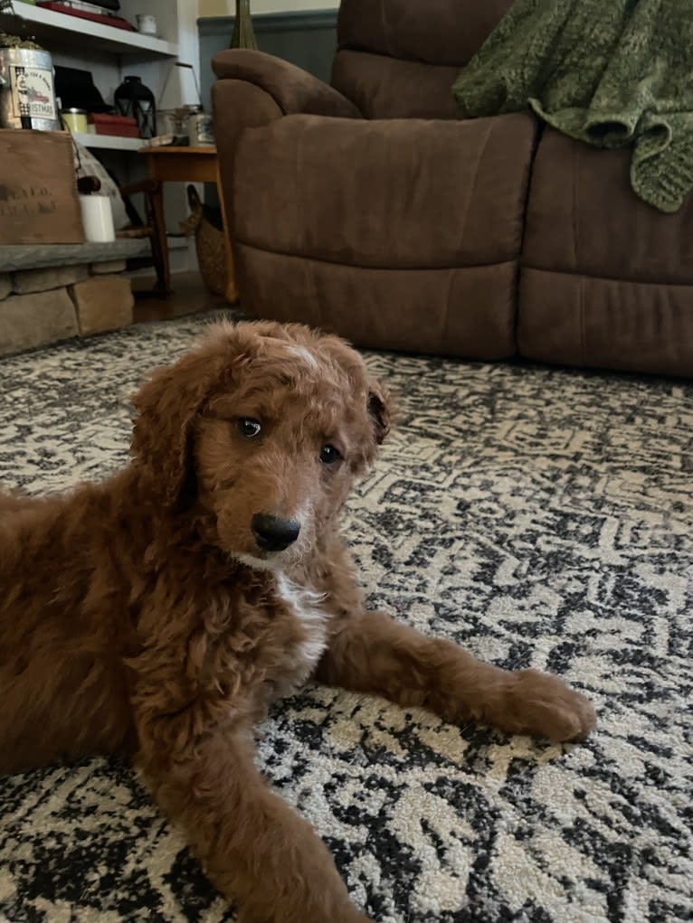 Figgy, a Goldendoodle tested with EmbarkVet.com