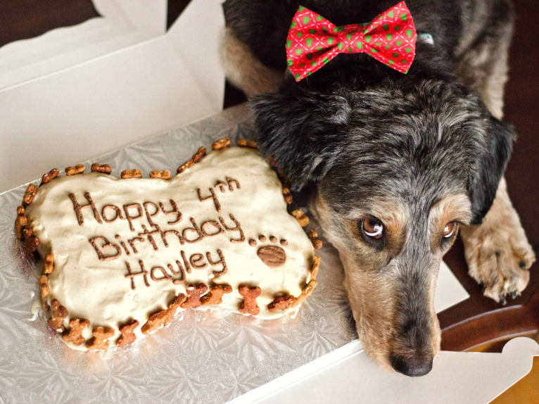 Hayley, an Aussiedoodle tested with EmbarkVet.com