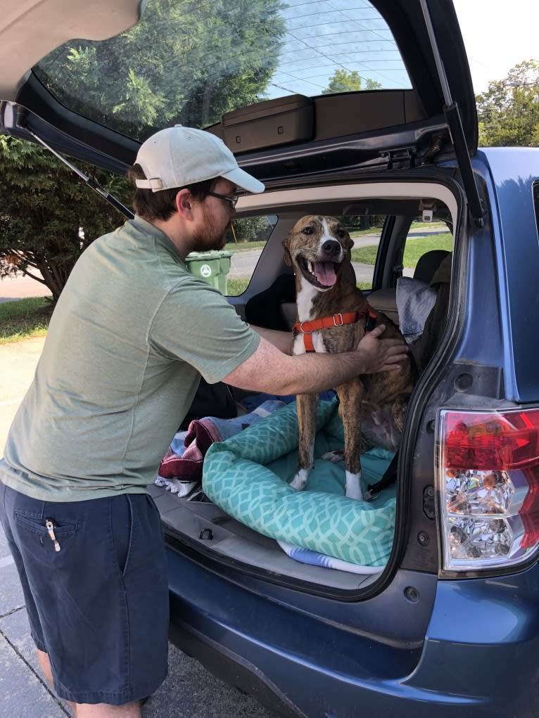 Otto, an American Pit Bull Terrier and Boxer mix tested with EmbarkVet.com