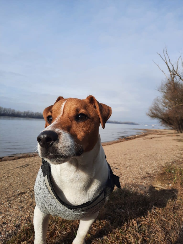 Skippy, a Russell-type Terrier and Smooth Fox Terrier mix tested with EmbarkVet.com