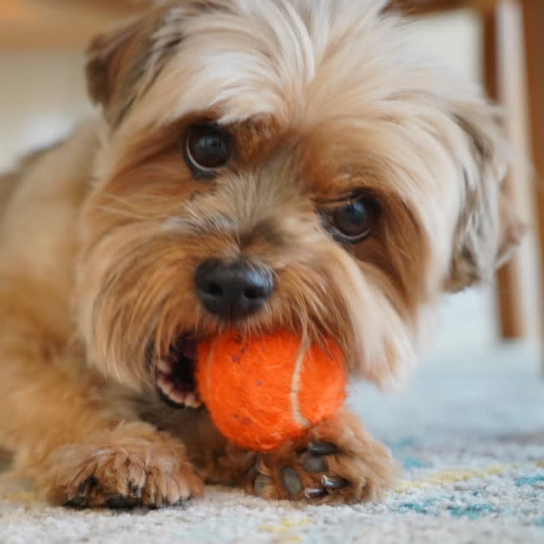 Griffin, a Yorkshire Terrier and Shih Tzu mix tested with EmbarkVet.com