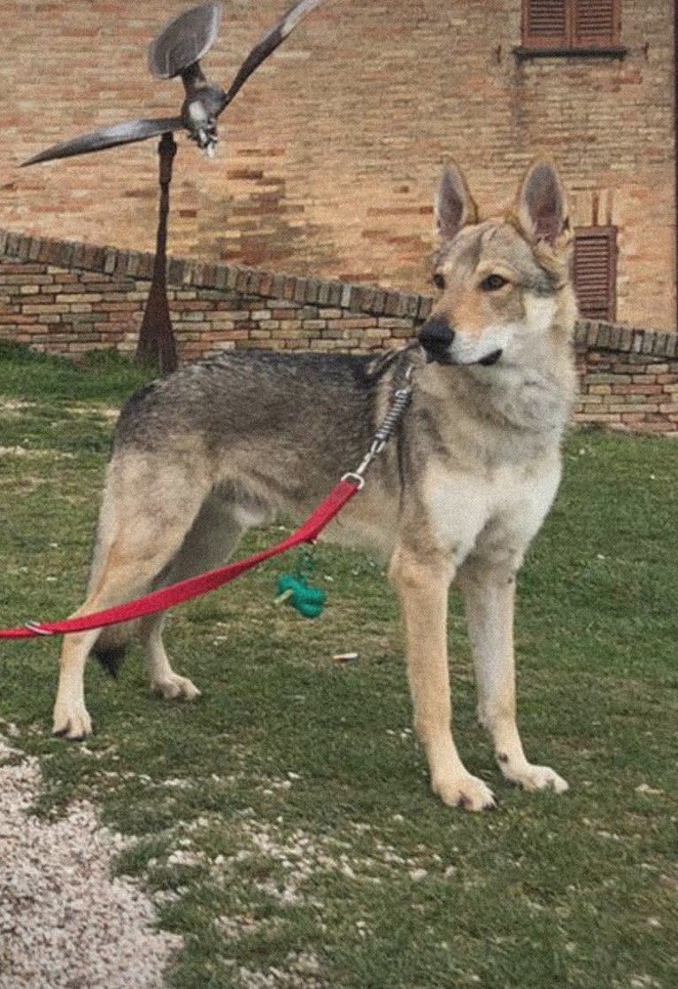 Obi, a Czechoslovakian Vlcak and German Shepherd Dog mix tested with EmbarkVet.com