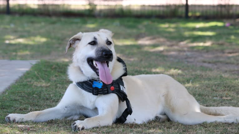 Willow Jean, an Anatolian Shepherd Dog tested with EmbarkVet.com