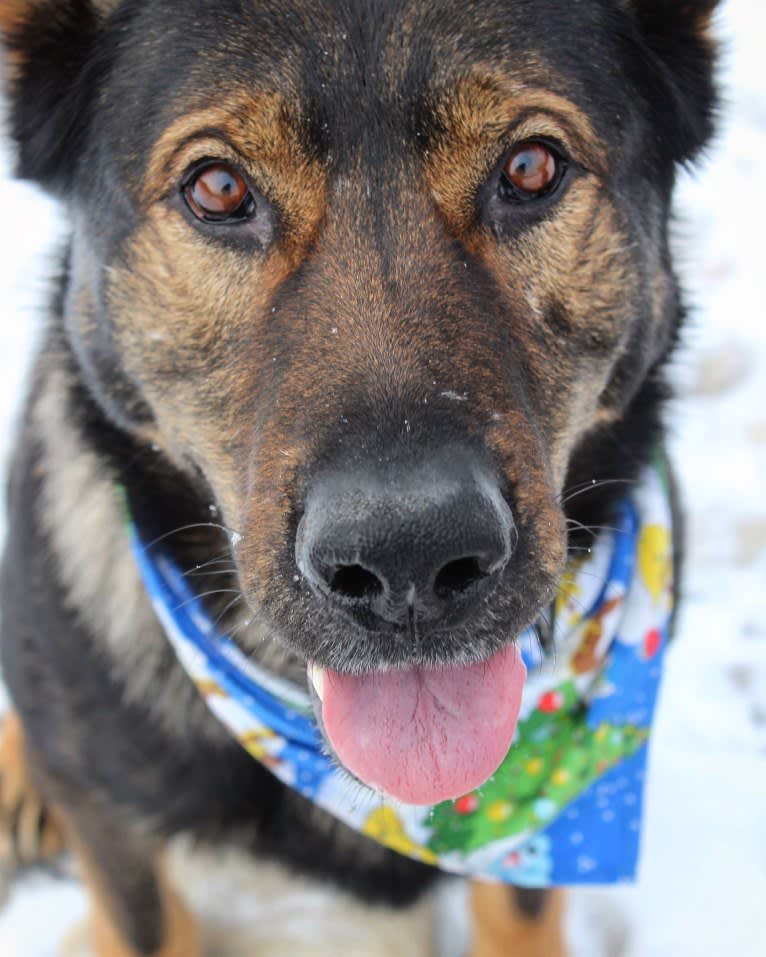 Zeek, a German Shepherd Dog tested with EmbarkVet.com