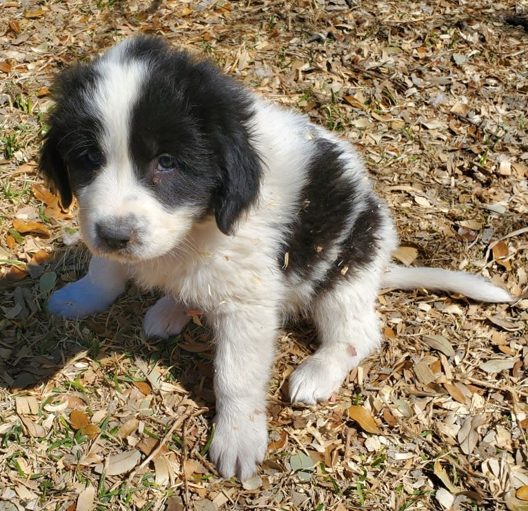 LUCIE-FEMALE BURGANDY-ROXY Geletei, a Karakachan tested with EmbarkVet.com