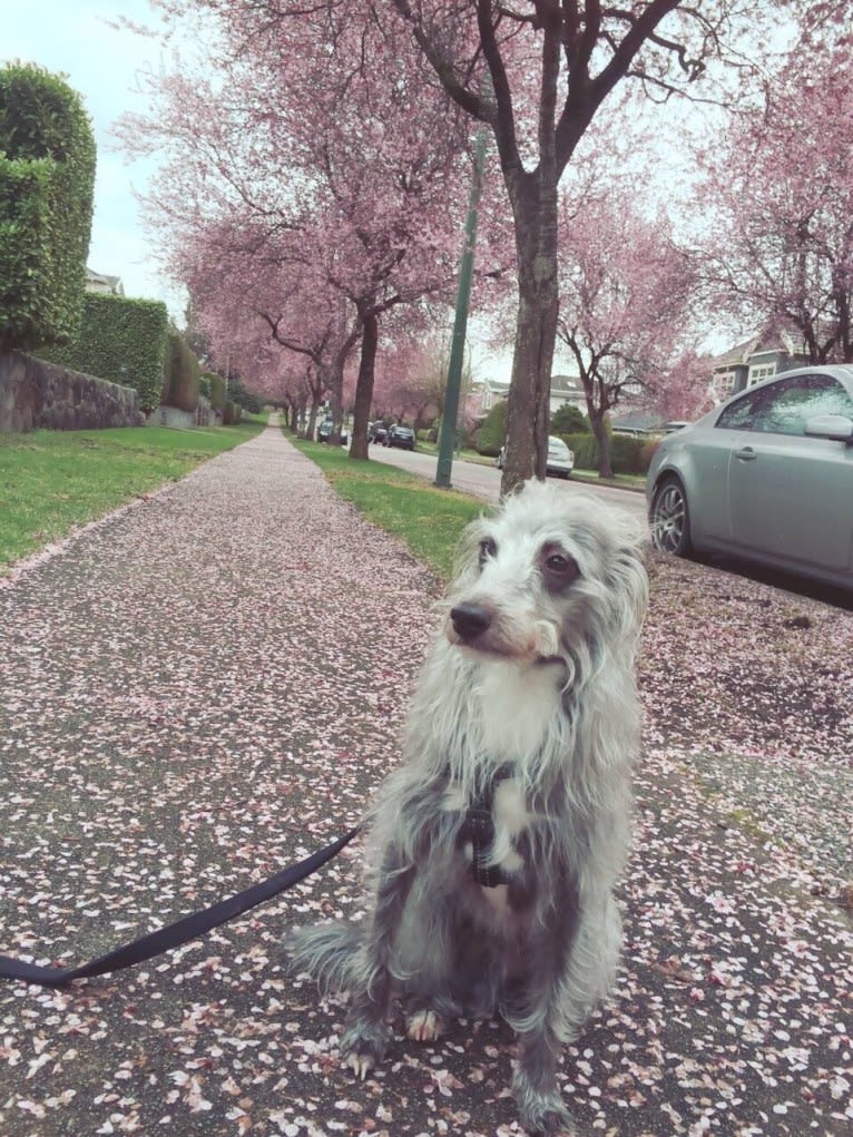 Joey, a Bedlington Terrier and Russell-type Terrier mix tested with EmbarkVet.com