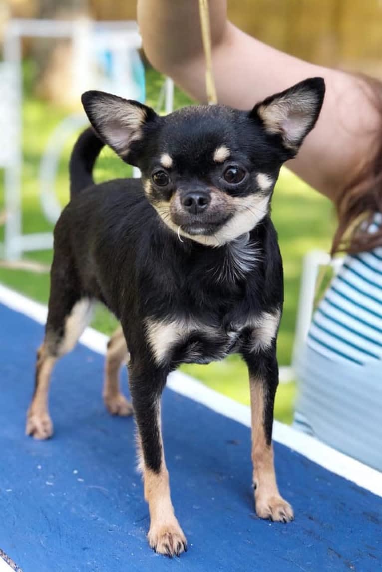 KiKi, a Chihuahua tested with EmbarkVet.com