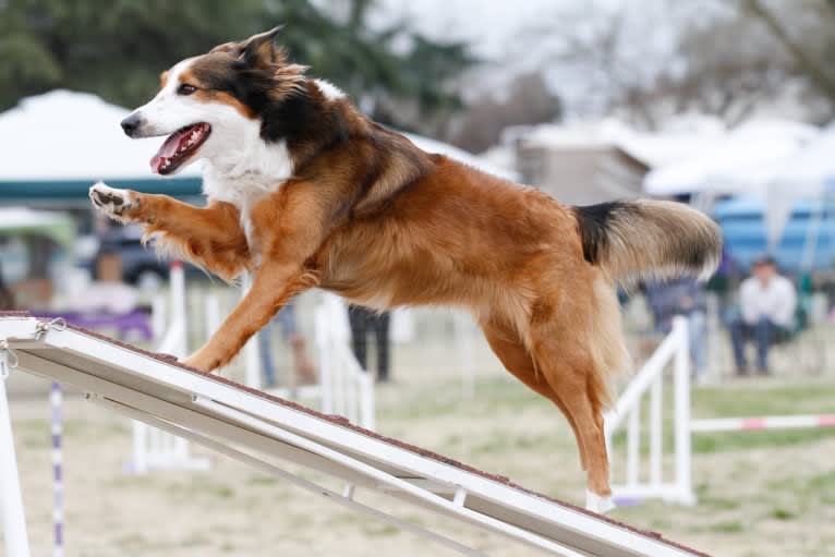 Lark, an English Shepherd tested with EmbarkVet.com