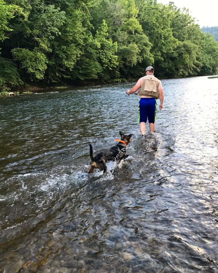 Rhett, a Catahoula Leopard Dog and Siberian Husky mix tested with EmbarkVet.com