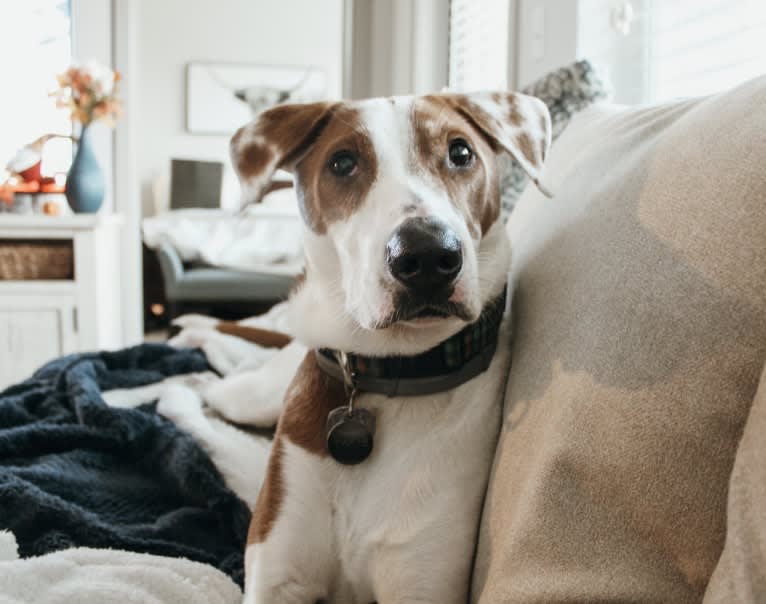 Benny, an American Pit Bull Terrier and Labrador Retriever mix tested with EmbarkVet.com