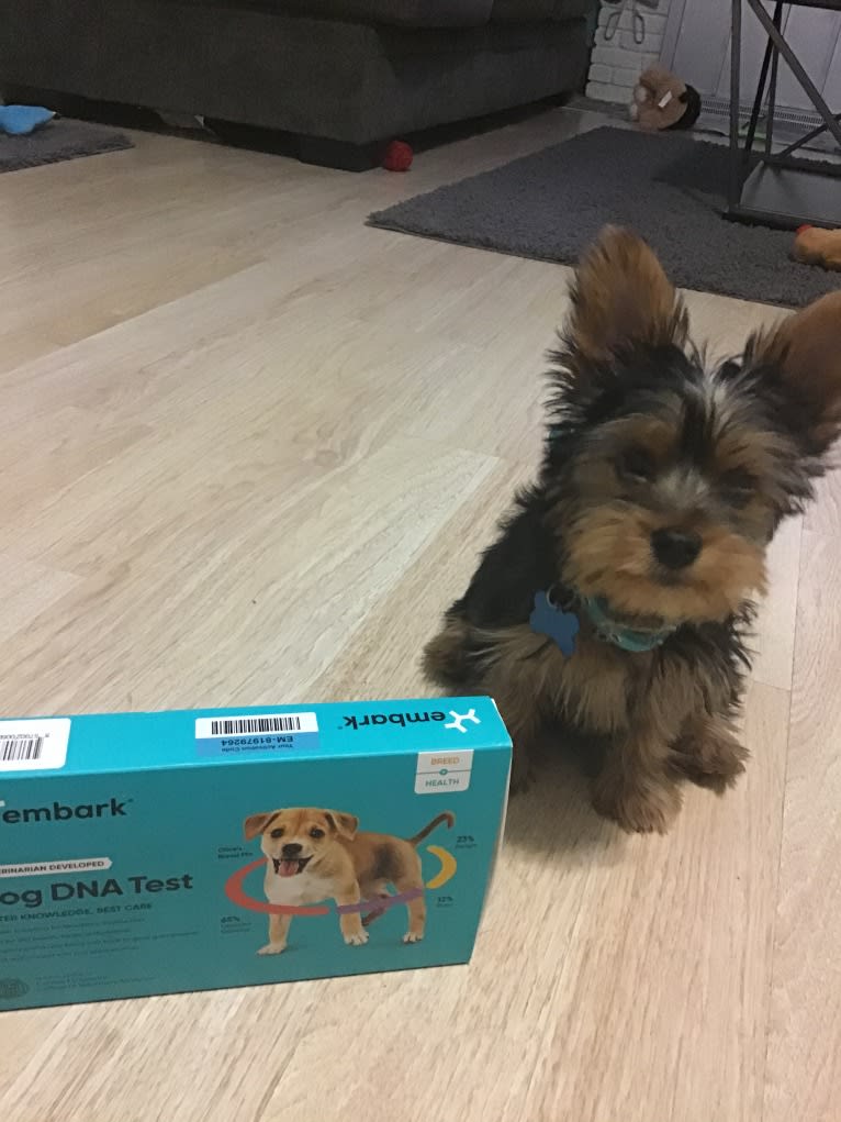 Oliver, a Silky Terrier tested with EmbarkVet.com