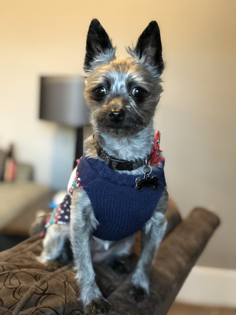 Francie, a Cairn Terrier and Yorkshire Terrier mix tested with EmbarkVet.com