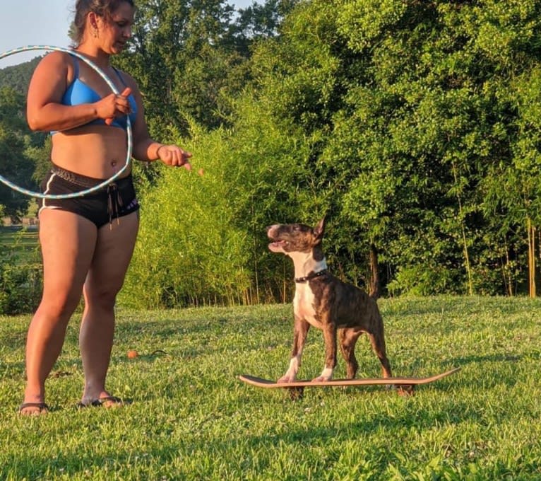 Dippy, a Bull Terrier tested with EmbarkVet.com