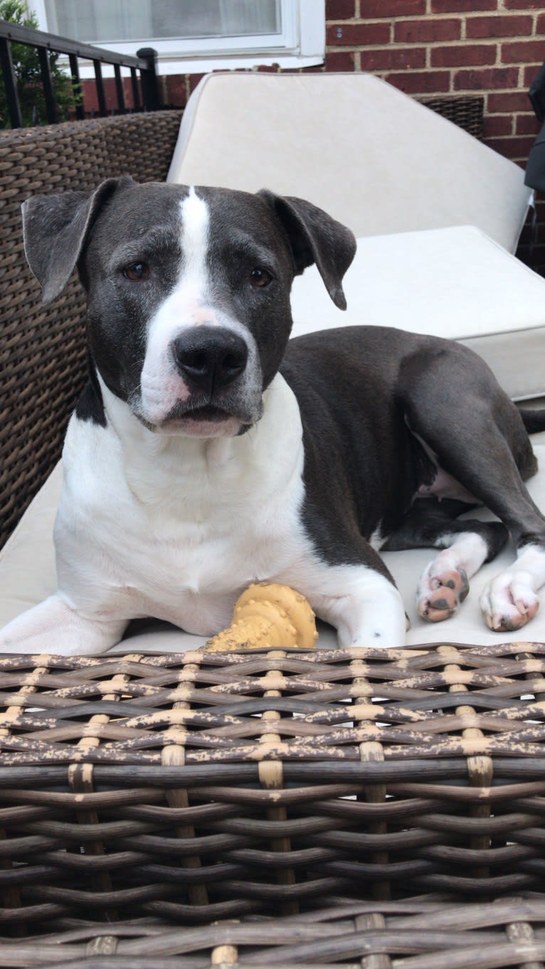 Lacey, an American Pit Bull Terrier and American Staffordshire Terrier mix tested with EmbarkVet.com