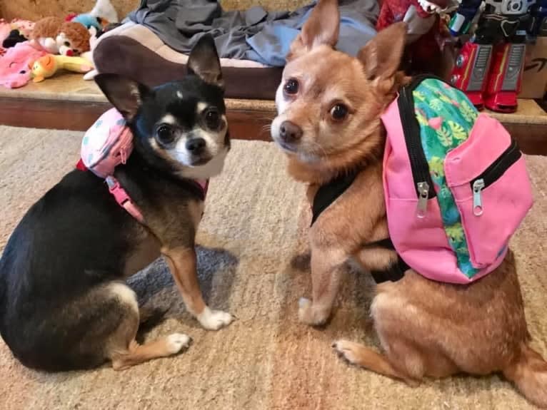 Rena Grace, a Miniature Pinscher and Pomeranian mix tested with EmbarkVet.com
