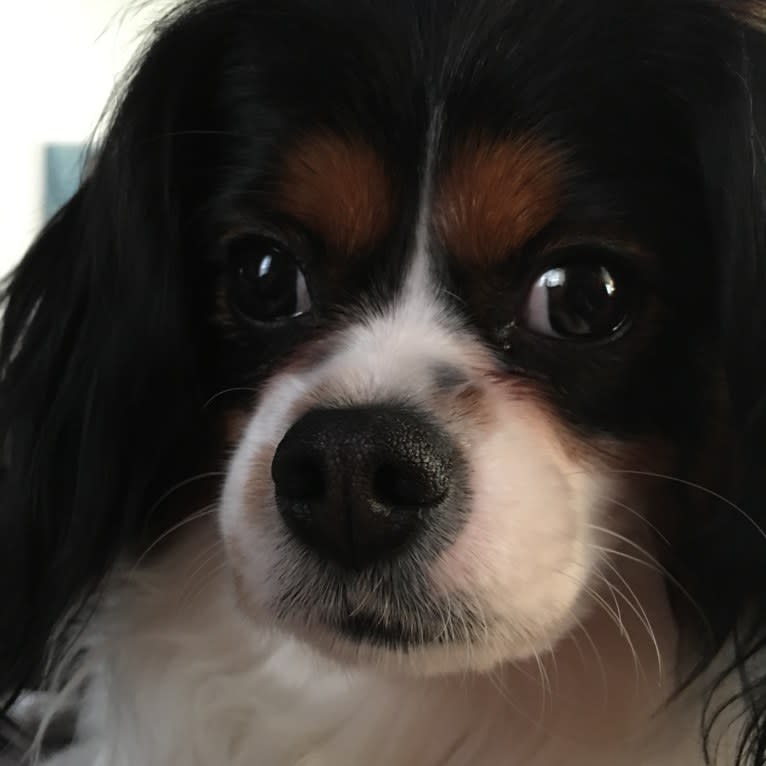 ROBBIE, a Cavalier King Charles Spaniel and Pomeranian mix tested with EmbarkVet.com