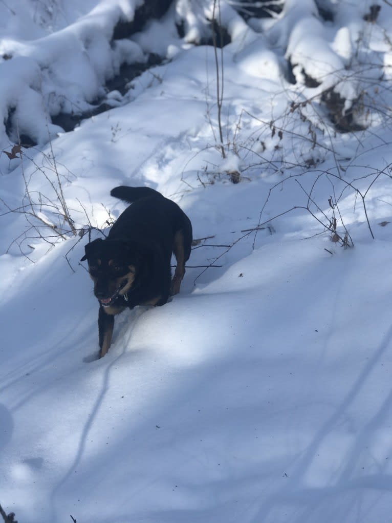 Rayson, an Australian Cattle Dog and Labrador Retriever mix tested with EmbarkVet.com